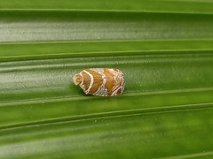 Lophopinae