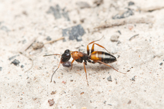 Opisthopsis picta