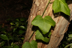 Passiflora herbertiana