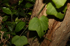 Passiflora herbertiana