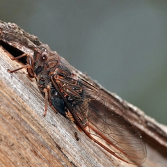 Birrima varians