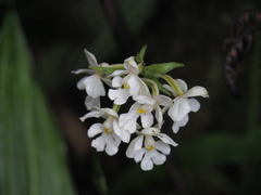 Collabieae