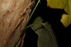 Passiflora herbertiana