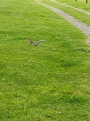 Sciurus carolinensis