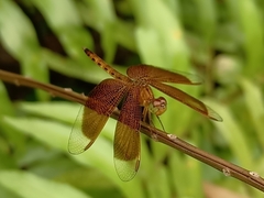 Neurothemis fluctuans