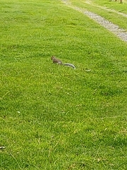 Sciurus carolinensis