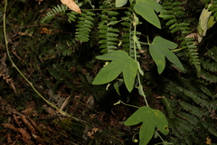 Passiflora subpeltata