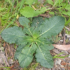 Verbascum virgatum