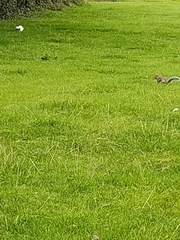 Sciurus carolinensis