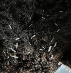Onychiurinae