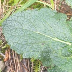 Verbascum virgatum