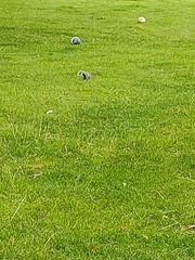 Sciurus carolinensis