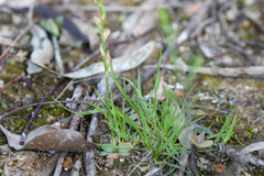 Pterostylis cycnocephala