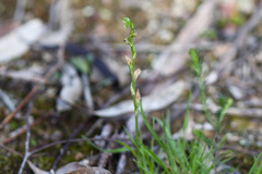 Pterostylis cycnocephala