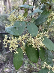 Pomaderris elliptica