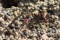 Myrmecia nigriceps
