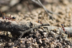Myrmecia nigriceps