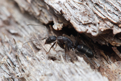 Camponotus lividicoxis