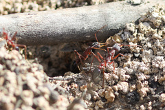Myrmecia nigriceps