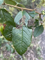 Pomaderris elliptica