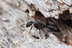 Camponotus lividicoxis