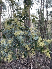 Pomaderris elliptica