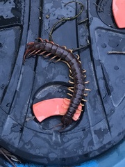 Scolopendra dehaani