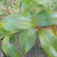 Syzygium smithii