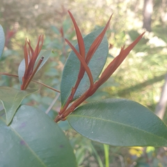 Syzygium smithii