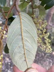 Pomaderris elliptica