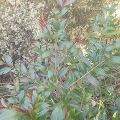 Syzygium smithii