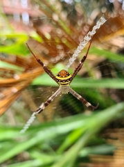 Argiope aetherea