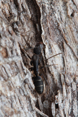 Camponotus lividicoxis