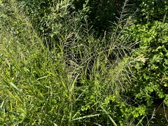 Eleusininae