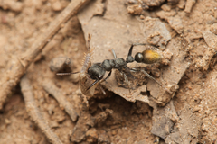 Myrmecia gilberti
