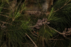Allocasuarina littoralis