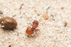 Meranoplus