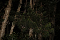 Allocasuarina littoralis