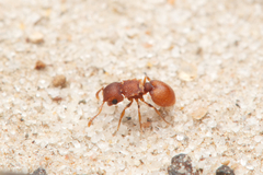 Meranoplus