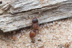 Meranoplus
