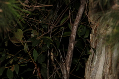 Allocasuarina littoralis