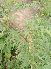 Urtica cannabina