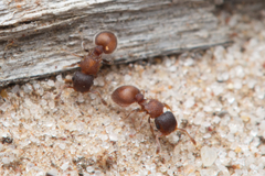 Meranoplus