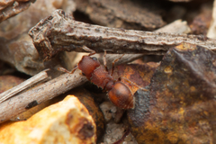 Meranoplus