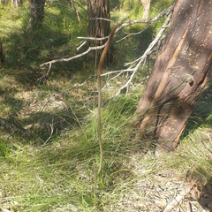 Xanthorrhoea minor lutea
