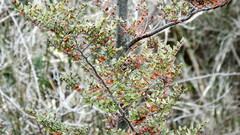 Nothofagus cliffortioides