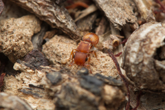 Meranoplus