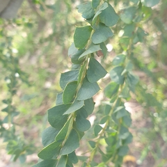Acacia pravissima