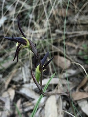 Lyperanthus suaveolens