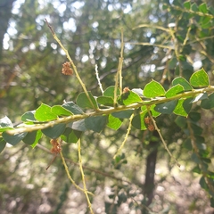 Acacia pravissima